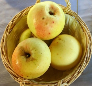 13.03.2016 - Une pomme de 1950 équivaut à cent pommes d’aujourd’hui