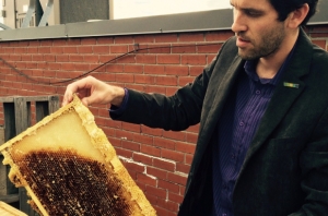 09.05.2016 - Apiculture urbaine: une première ruche à Lachine