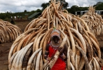 03.05.2016 - Le Kenya s'apprête à brûler la plus grande quantité d'ivoire de l'histoire