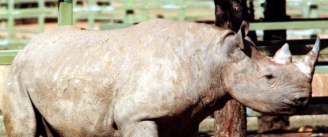 22.05.2015 - Un chasseur tue l'un des rares rhinocéros noirs pour 350.000 dollars