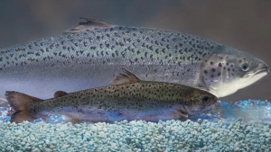 Les Québécois mangent du saumon OGM sans le savoir