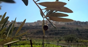 19.11.2017 - En Palestine, la récolte des olives a toujours un goût amer