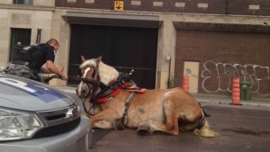 14.08.2015 - La SPCA réclame l'interdiction des calèches à Montréal